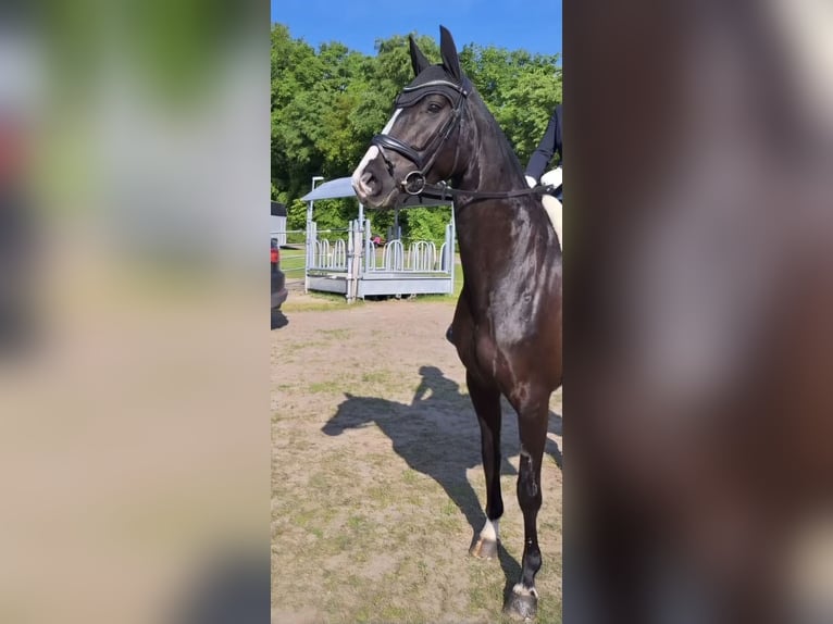 Hannoveraan Merrie 6 Jaar 165 cm Zwart in Wunstorf