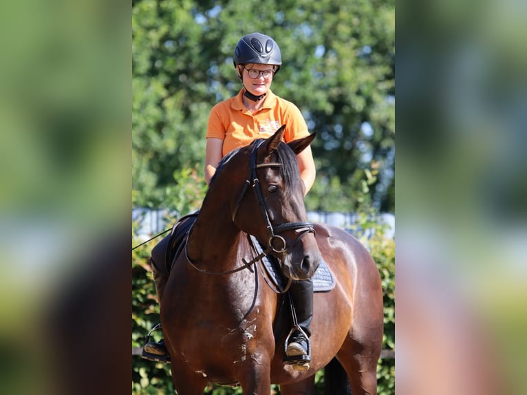 Hannoveraan Merrie 6 Jaar 166 cm Bruin in Dannenberg (Elbe)