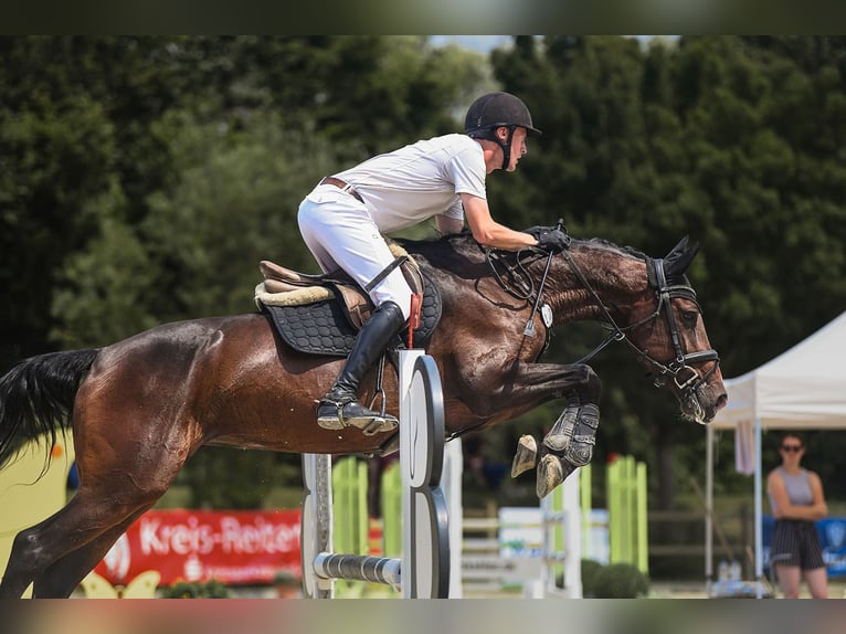 Hannoveraan Merrie 6 Jaar 166 cm Bruin in Riedstadt