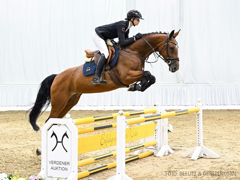 Hannoveraan Merrie 6 Jaar 166 cm Bruin in Verden