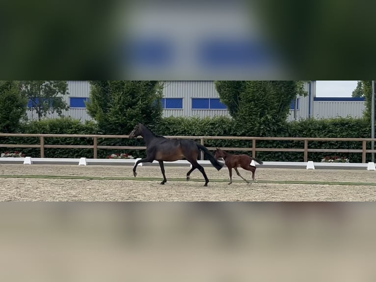 Hannoveraan Merrie 6 Jaar 166 cm Donkerbruin in Hage