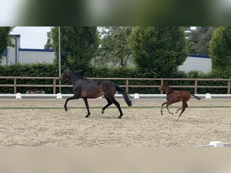 Hannoveraan Merrie 6 Jaar 166 cm Donkerbruin in Hage