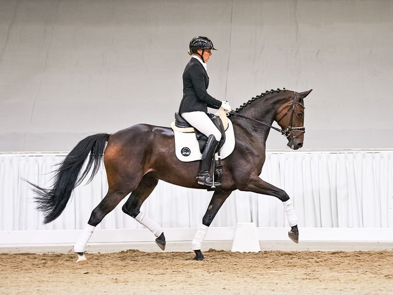 Hannoveraan Merrie 6 Jaar 166 cm Donkerbruin in Verden
