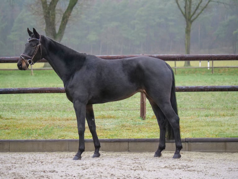 Hannoveraan Merrie 6 Jaar 166 cm Donkerbruin in Dohren