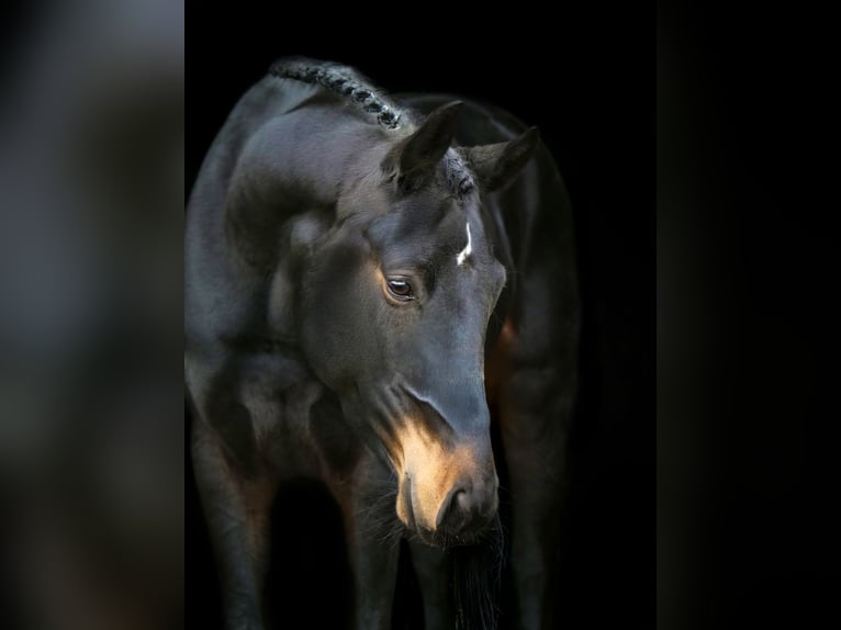 Hannoveraan Merrie 6 Jaar 166 cm Donkerbruin in Dohren