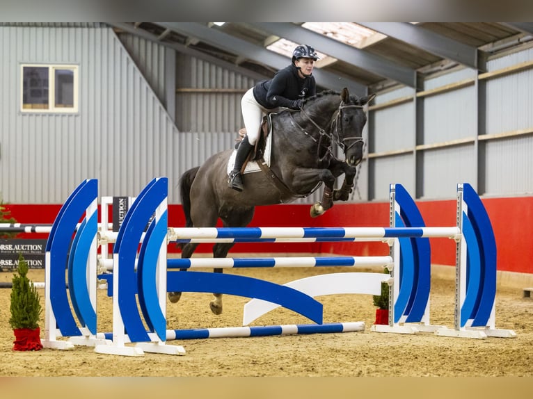 Hannoveraan Merrie 6 Jaar 166 cm Donkerbruin in Waddinxveen