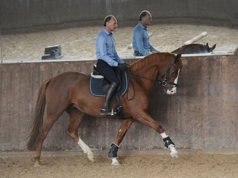 Hannoveraan Merrie 6 Jaar 166 cm Donkere-vos in Isernhagen