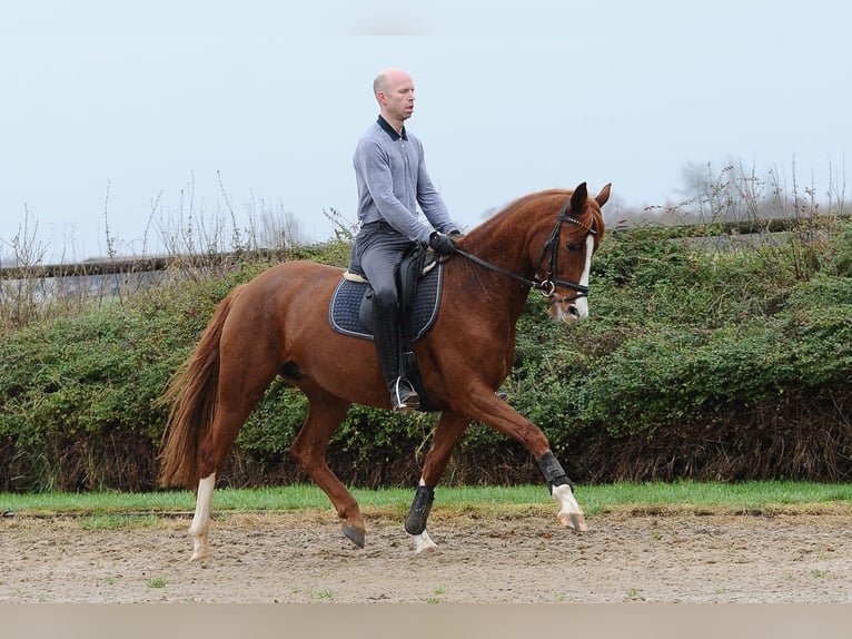 Hannoveraan Merrie 6 Jaar 166 cm Donkere-vos in Isernhagen