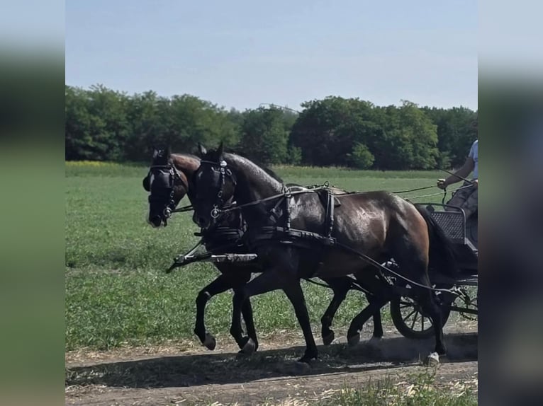 Hannoveraan Merrie 6 Jaar 166 cm Roodbruin in Tass