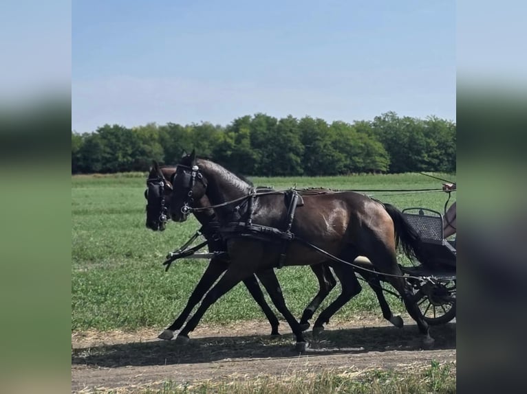 Hannoveraan Merrie 6 Jaar 166 cm Roodbruin in Tass