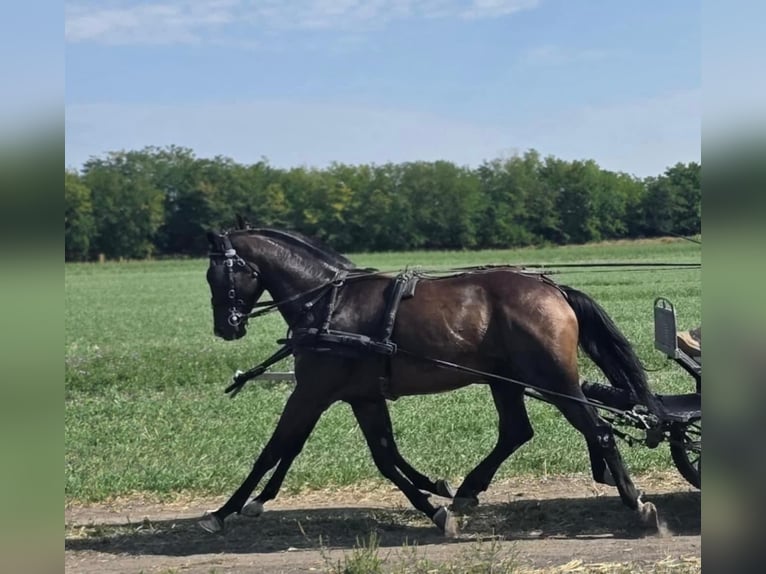 Hannoveraan Merrie 6 Jaar 166 cm Roodbruin in Tass