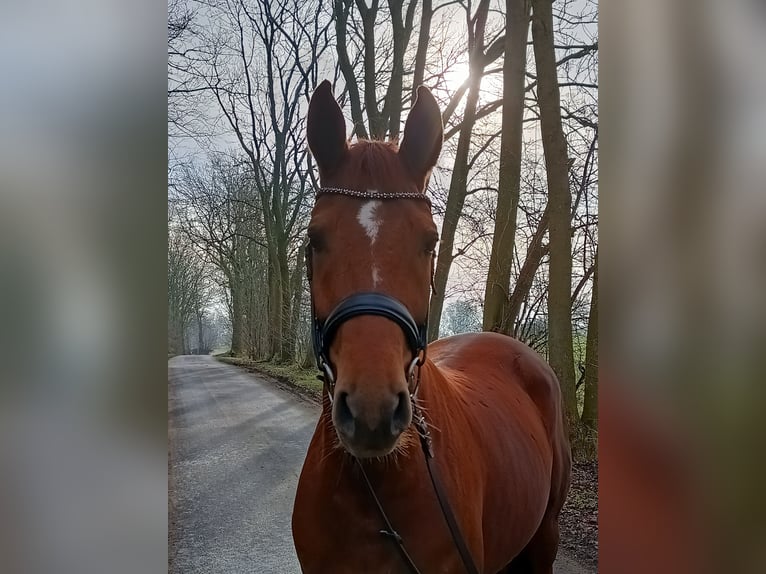 Hannoveraan Merrie 6 Jaar 166 cm Vos in Belum