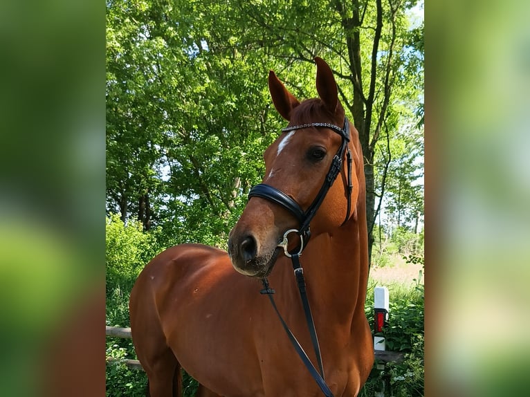 Hannoveraan Merrie 6 Jaar 166 cm Vos in Belum