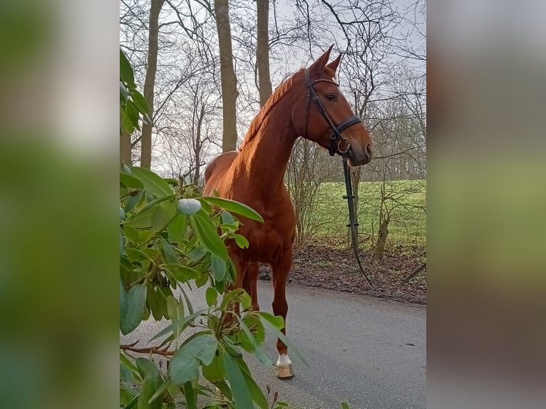 Hannoveraan Merrie 6 Jaar 166 cm Vos in Belum