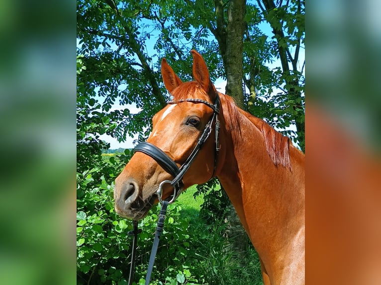 Hannoveraan Merrie 6 Jaar 166 cm Vos in Belum