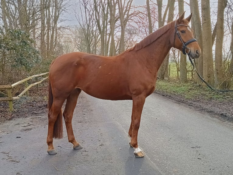 Hannoveraan Merrie 6 Jaar 166 cm Vos in Belum