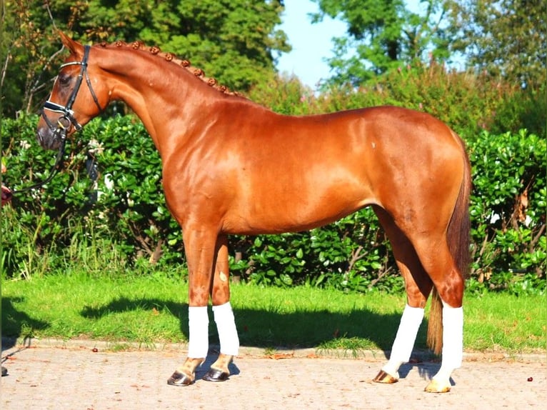 Hannoveraan Merrie 6 Jaar 166 cm Vos in Selsingen