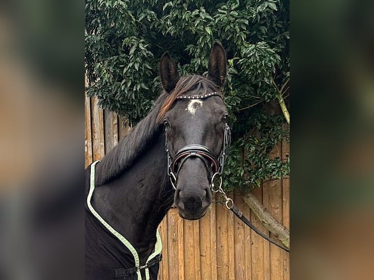 Hannoveraan Merrie 6 Jaar 166 cm Zwart in Bleckede