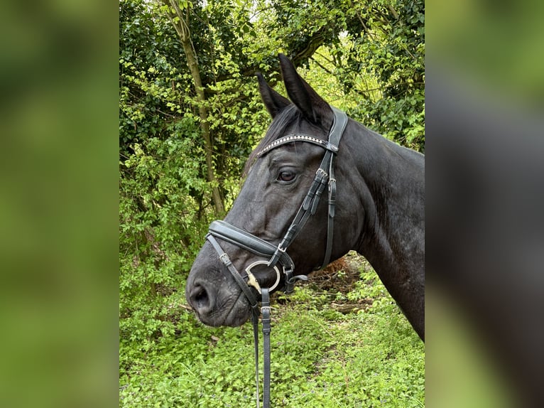 Hannoveraan Merrie 6 Jaar 166 cm Zwart in Königswinter