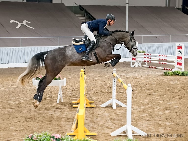 Hannoveraan Merrie 6 Jaar 166 cm Zwart in Verden
