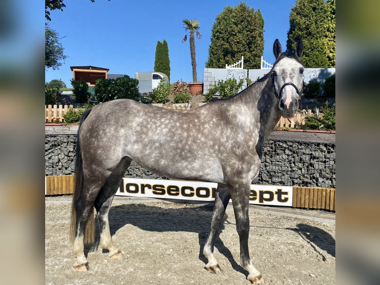 Hannoveraan Merrie 6 Jaar 167 cm Appelschimmel in Wipperfürth