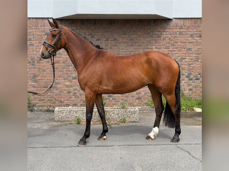 Hannoveraan Merrie 6 Jaar 167 cm Bruin in Niederkassel