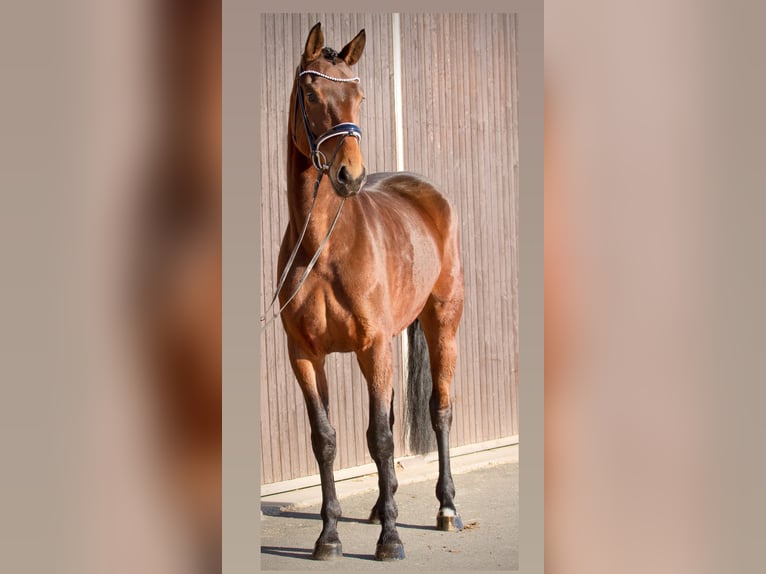 Hannoveraan Merrie 6 Jaar 167 cm Bruin in M&#xF6;mbris