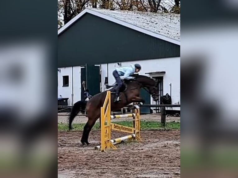 Hannoveraan Merrie 6 Jaar 167 cm Bruin in Geestland