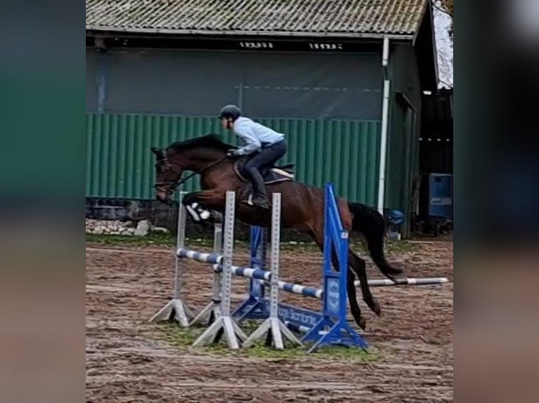 Hannoveraan Merrie 6 Jaar 167 cm Bruin in Geestland