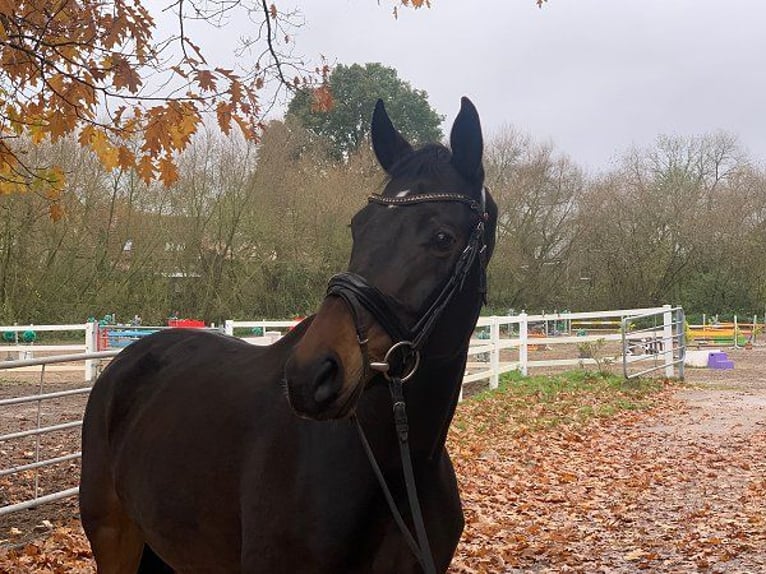 Hannoveraan Merrie 6 Jaar 167 cm Donkerbruin in Verden (Aller)