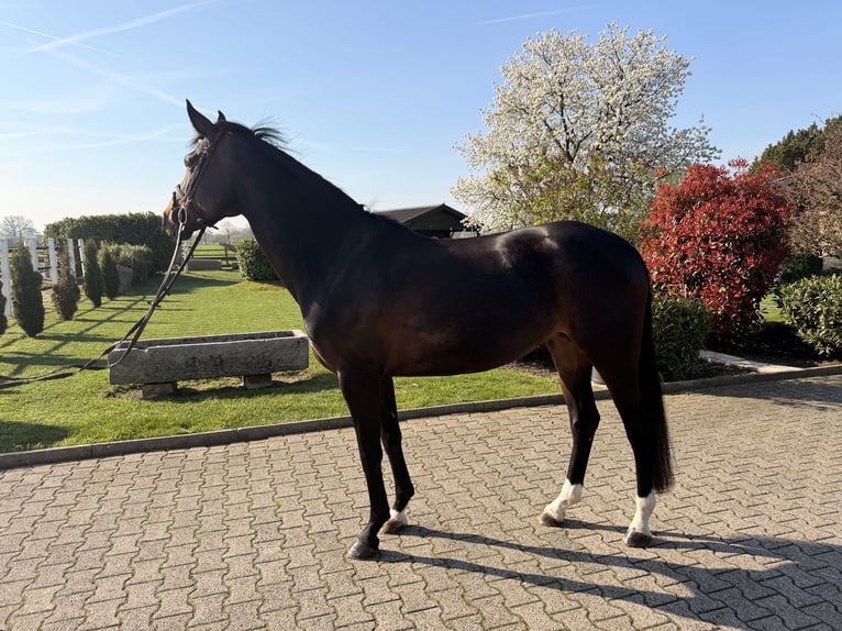 Hannoveraan Merrie 6 Jaar 167 cm Donkerbruin in Nordwalde