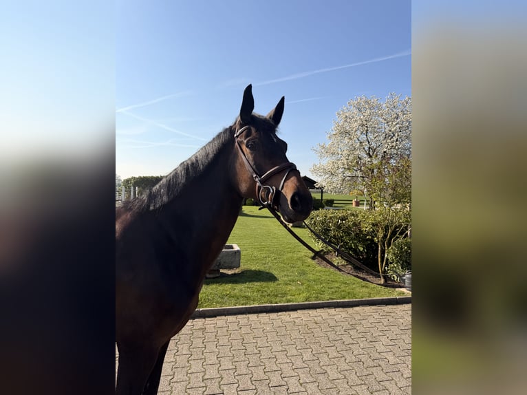 Hannoveraan Merrie 6 Jaar 167 cm Donkerbruin in Nordwalde
