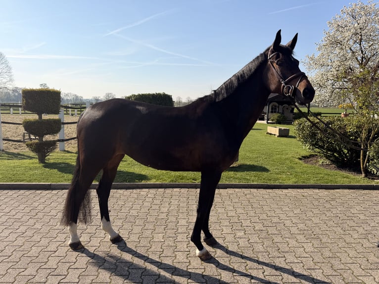 Hannoveraan Merrie 6 Jaar 167 cm Donkerbruin in Nordwalde