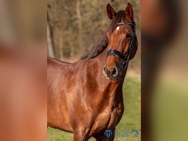 Hannoveraan Merrie 6 Jaar 167 cm Donkere-vos in Korntal-Münchingen