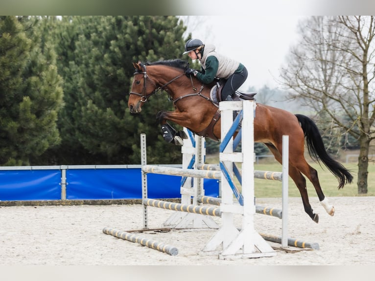 Hannoveraan Merrie 6 Jaar 167 cm Roodbruin in Duszniki
