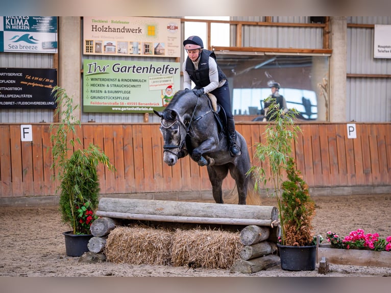Hannoveraan Merrie 6 Jaar 167 cm Schimmel in Bawinkel
