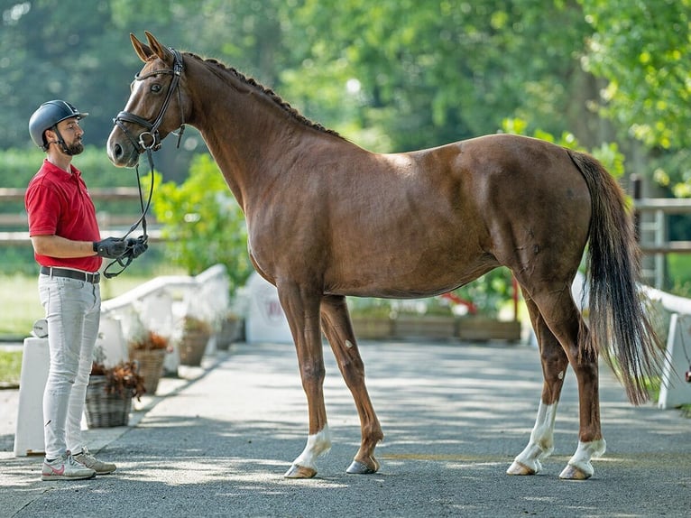 Hannoveraan Merrie 6 Jaar 167 cm Vos in Münster-Handorf