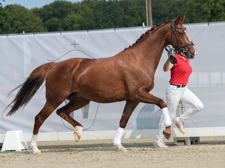 Hannoveraan Merrie 6 Jaar 167 cm Vos in Münster-Handorf