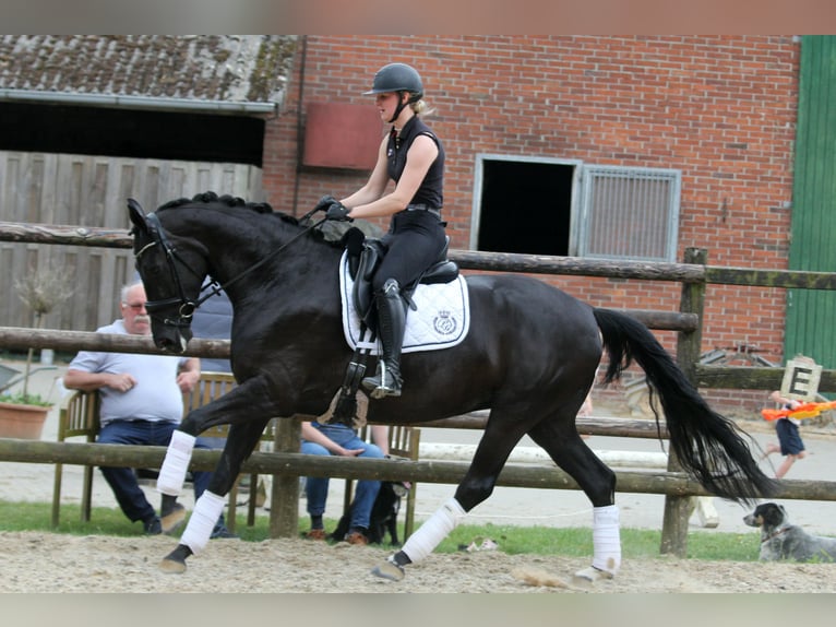 Hannoveraan Merrie 6 Jaar 167 cm Zwart in Wingst