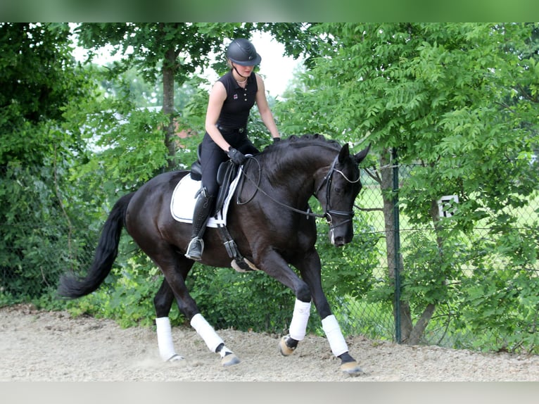 Hannoveraan Merrie 6 Jaar 167 cm Zwart in Wingst