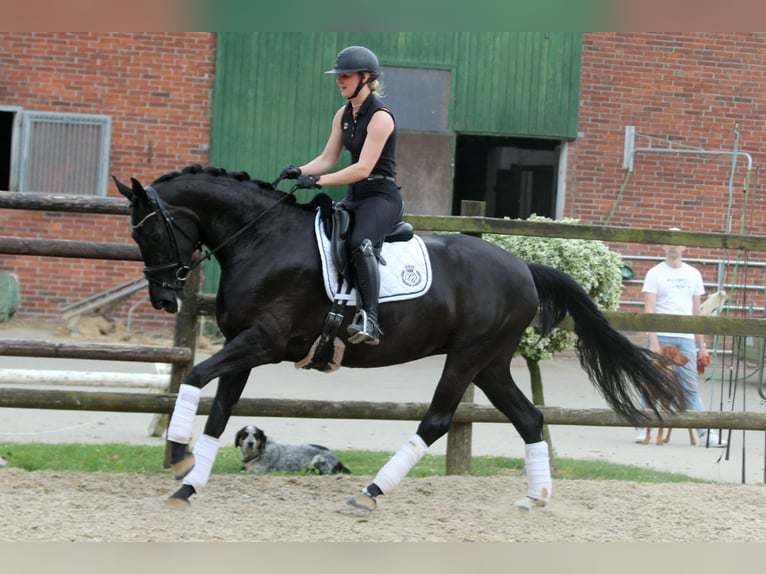 Hannoveraan Merrie 6 Jaar 167 cm Zwart in Wingst