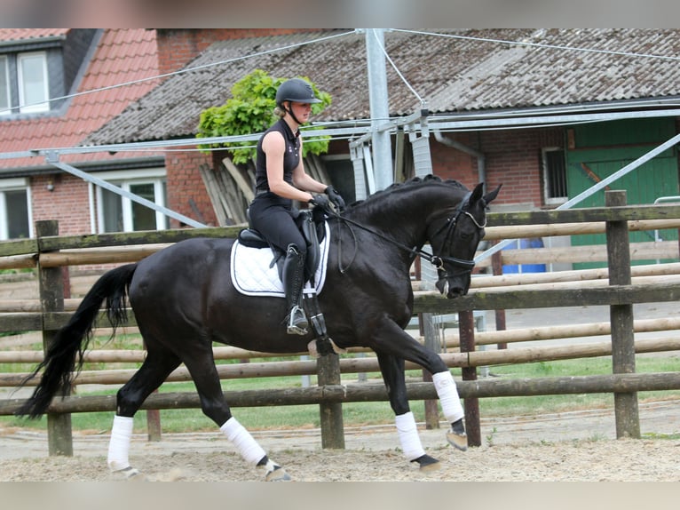 Hannoveraan Merrie 6 Jaar 167 cm Zwart in Wingst