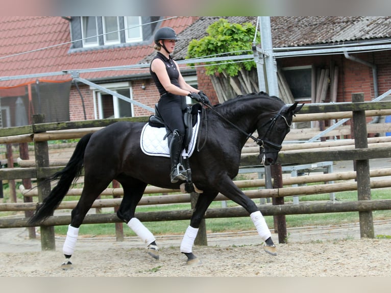 Hannoveraan Merrie 6 Jaar 167 cm Zwart in Wingst