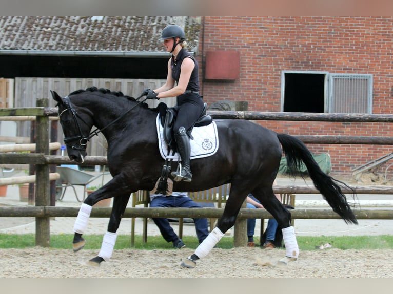 Hannoveraan Merrie 6 Jaar 167 cm Zwart in Wingst