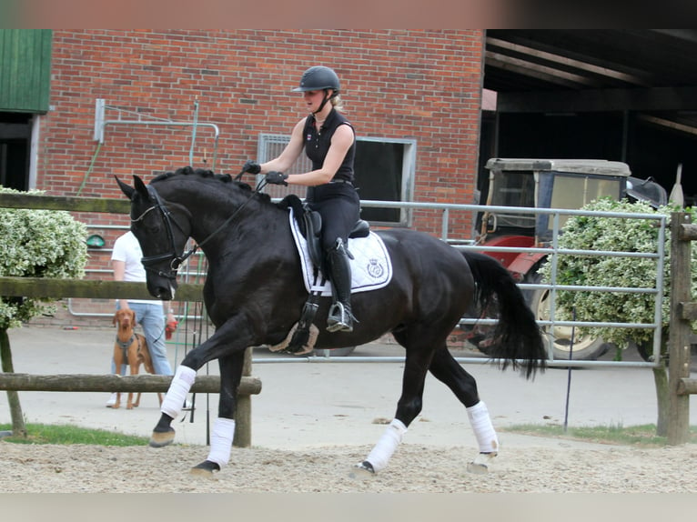 Hannoveraan Merrie 6 Jaar 167 cm Zwart in Wingst