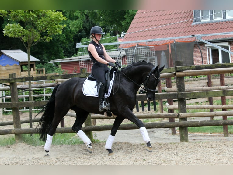 Hannoveraan Merrie 6 Jaar 167 cm Zwart in Wingst