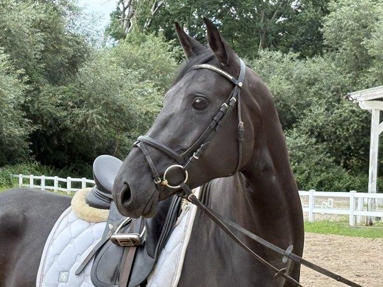 Hannoveraan Merrie 6 Jaar 167 cm Zwart in Verden (Aller)
