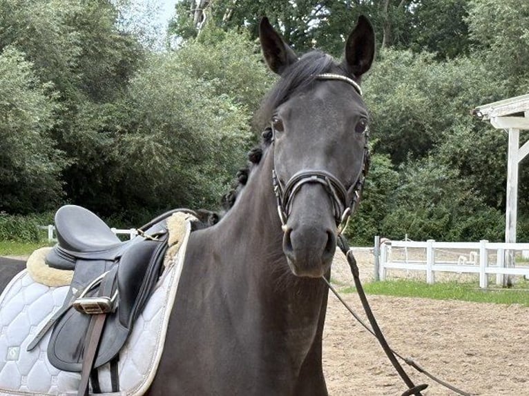 Hannoveraan Merrie 6 Jaar 167 cm Zwart in Verden (Aller)