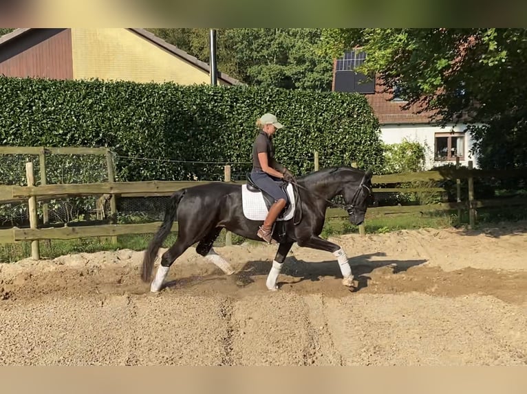 Hannoveraan Merrie 6 Jaar 167 cm Zwart in Alfstedt