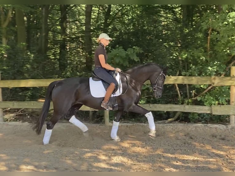 Hannoveraan Merrie 6 Jaar 167 cm Zwart in Alfstedt